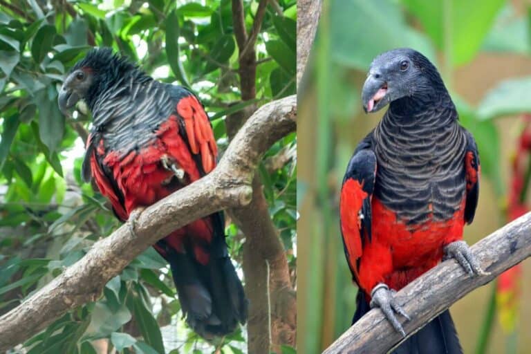 13 Facts About Dracula Parrots (with Photos) Bird Feeder Hub