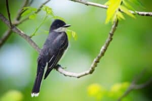 10 Small Black Birds With White Tail Feathers - Bird Feeder Hub