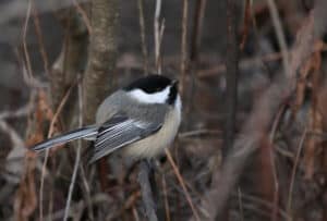 10 Small Black Birds With White Tail Feathers - Bird Feeder Hub