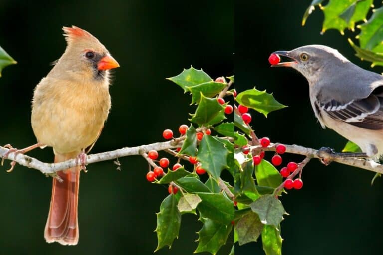 16 Birds That Eat Holly Berries Bird Feeder Hub