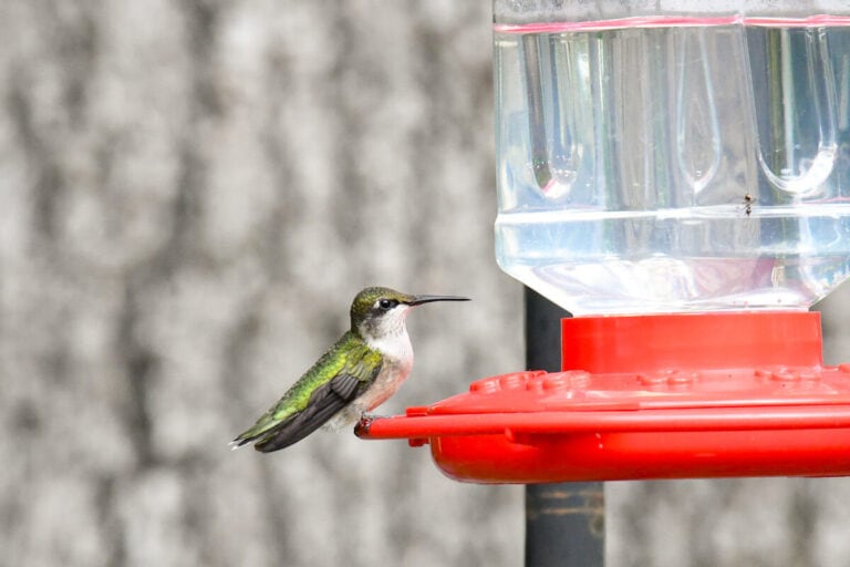 When to Take Your Hummingbird Feeders Down (In Each State) - Bird ...