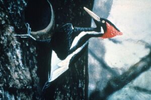 Facts About The Ivory-billed Woodpecker
