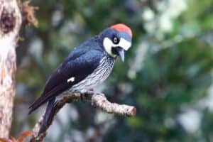 15 Diverse Woodpeckers in California (Pictures)