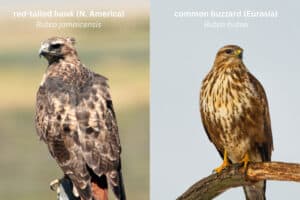 Buteos, Buzzards and Hawks (What’s the Difference?)