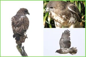 3 Birds With 2 Letter Names (All Found in Hawaii)