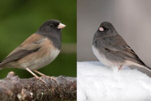 16 Facts About Dark-eyed Juncos (with Photos)