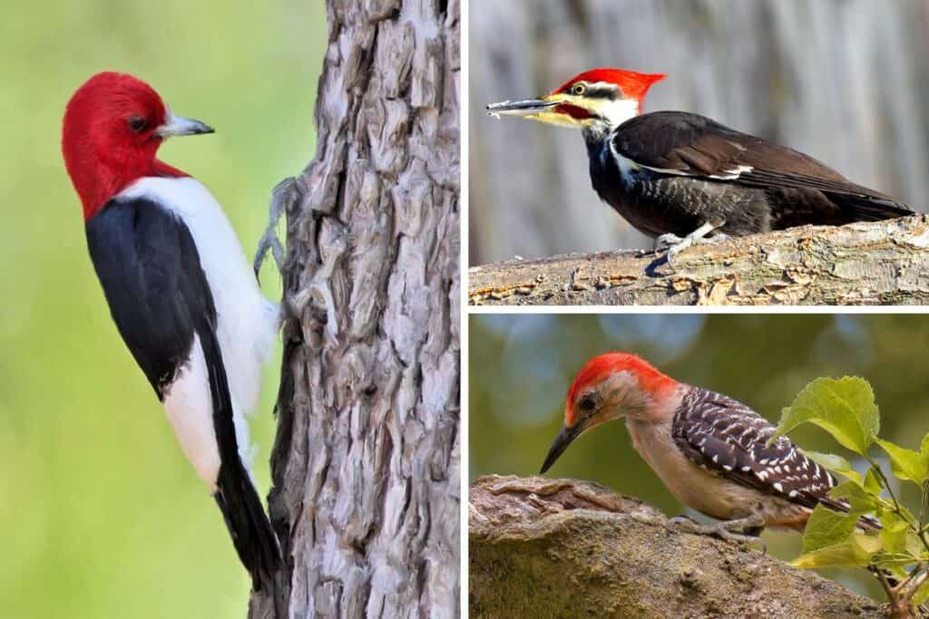 10 Woodpeckers With Red Heads in North America - Bird Feeder Hub