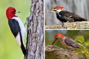 10 Woodpeckers With Red Heads in North America
