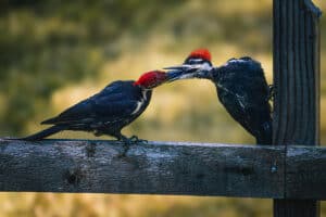 8 Types of Woodpeckers in Alabama (Pictures)