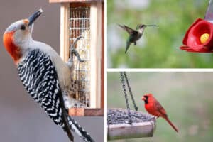 12 Bird Feeder Styles to Entice Various Bird Species