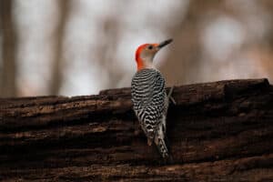 7 Species of Woodpeckers in Indiana (Pictures)