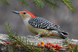 7 Types of Woodpeckers in Pennsylvania (Pictures)