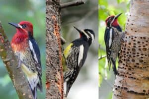 Types Of Sapsuckers In North America