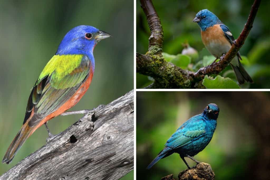 16 Birds That End With the Letter G (Photos) - Bird Feeder Hub