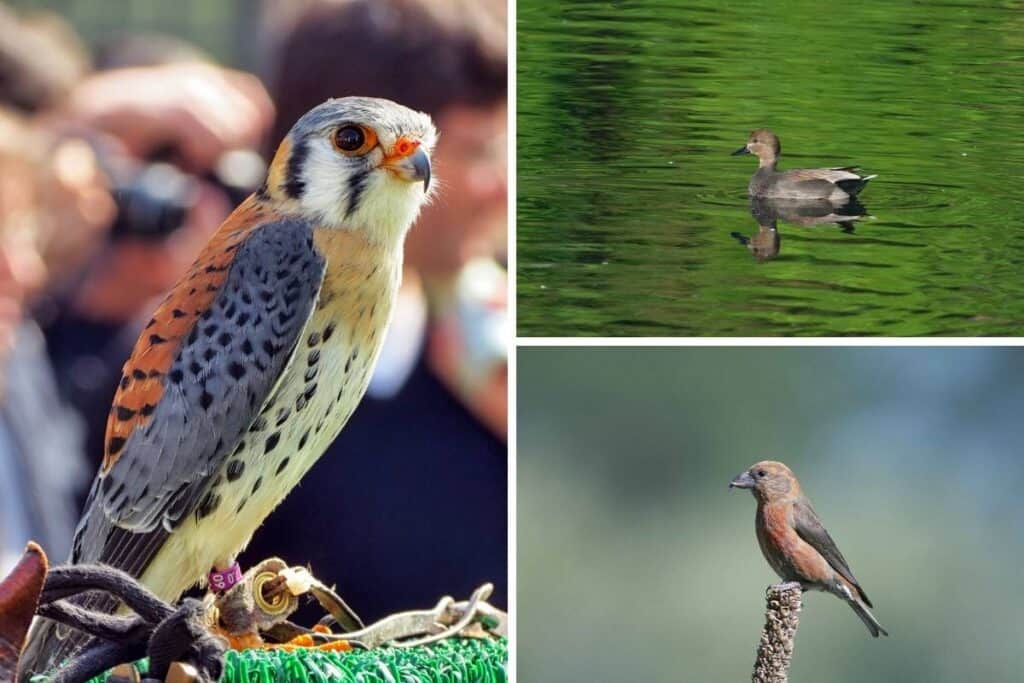 List of 15 Birds That All End with the Letter L Bird Feeder Hub