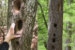 Do Pileated Woodpeckers Destroy Trees? - Bird Feeder Hub