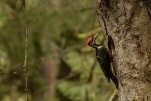 Do Pileated Woodpeckers Destroy Trees? - Bird Feeder Hub