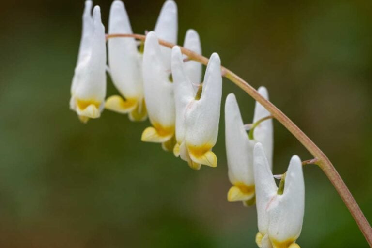 dutchmans-breeches-768x512.jpg