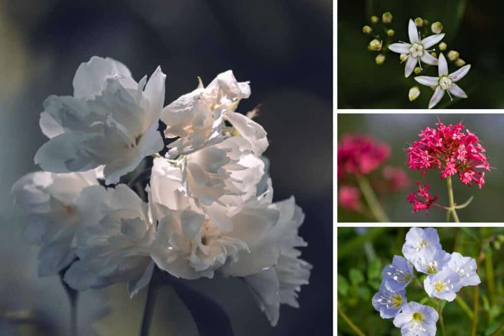 9 Flowers That Start With the Letter J (Pictures) - Bird Feeder Hub