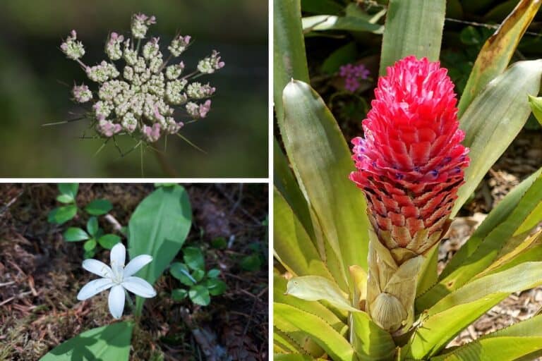 5 Flowers That Start With The Letter Q (Pictures) Bird Feeder Hub