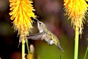 15 Tubular Flowers That Attract Hummingbirds