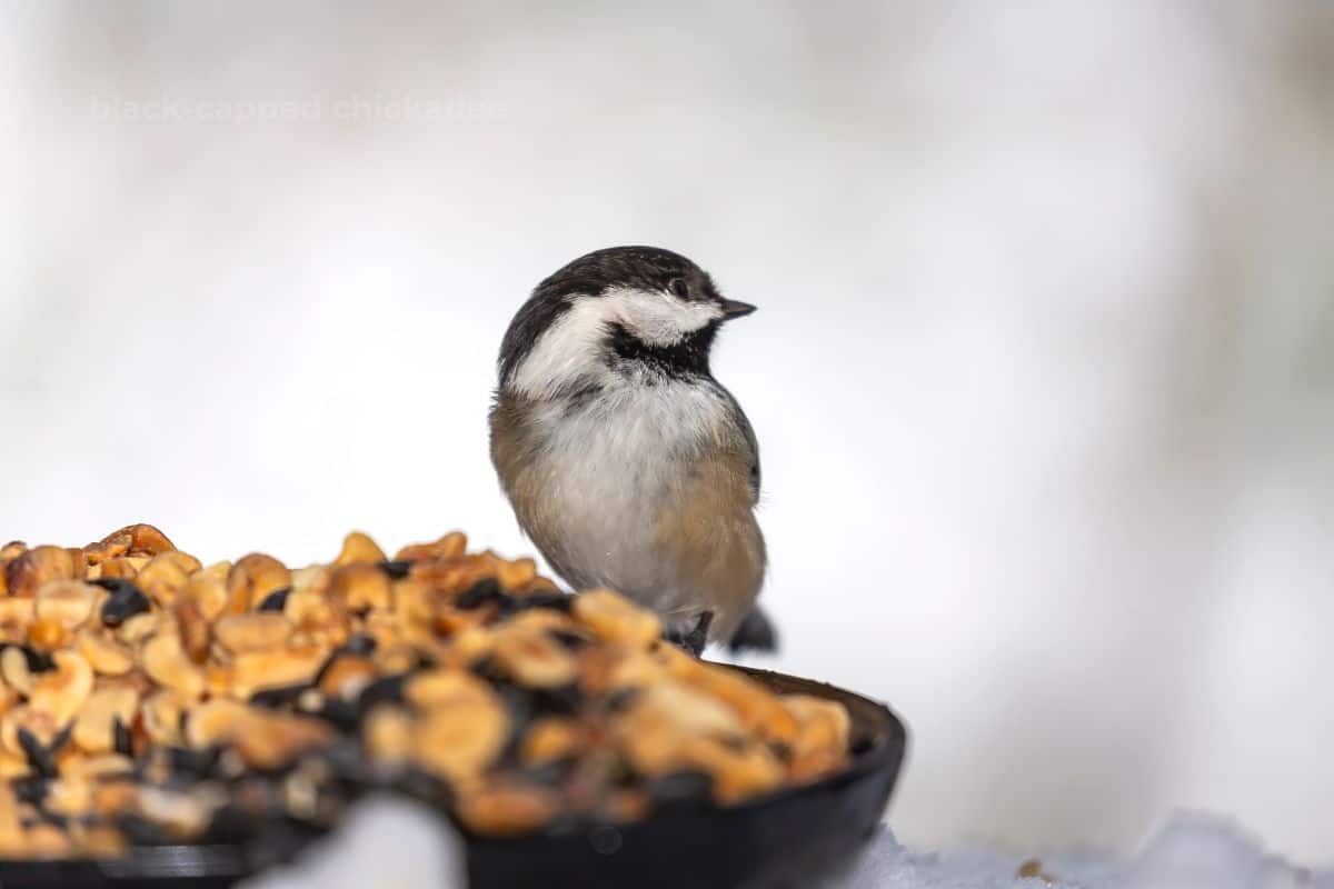 How to Attract Chickadees to Your Yard (7 Helpful Tips) - Bird Feeder Hub