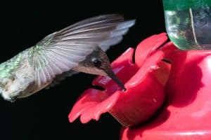 Hummingbird Nectar Calculator (4:1 Ratio)
